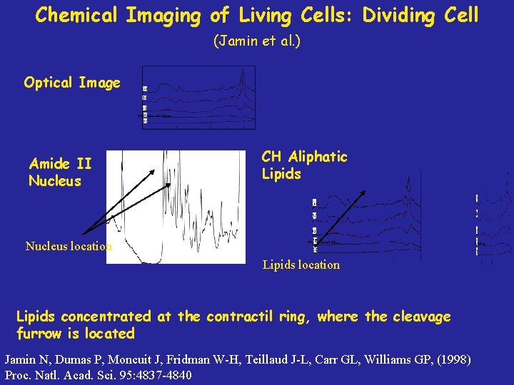 Chemical Imaging of Living Cells: Dividing Cell (Jamin et al. ) Optical Image Amide