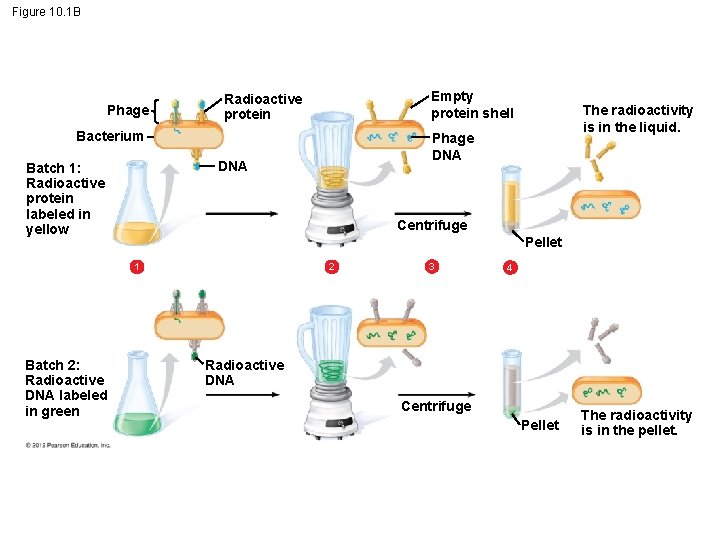 Figure 10. 1 B Phage Empty protein shell Radioactive protein Bacterium Centrifuge Pellet 1