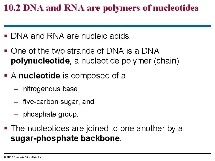 10. 2 DNA and RNA are polymers of nucleotides § DNA and RNA are