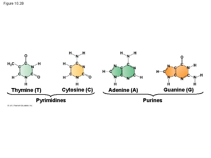 Figure 10. 2 B Thymine (T) Cytosine (C) Pyrimidines Guanine (G) Adenine (A) Purines