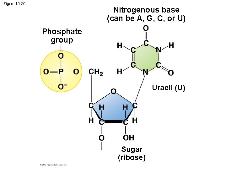 Figure 10. 2 C Nitrogenous base (can be A, G, C, or U) Phosphate