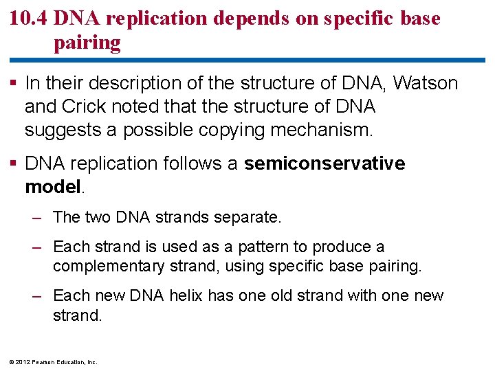 10. 4 DNA replication depends on specific base pairing § In their description of