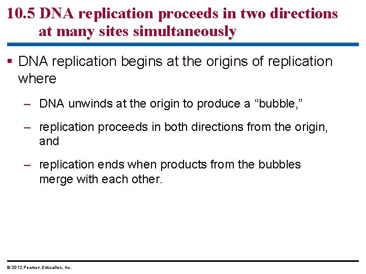10. 5 DNA replication proceeds in two directions at many sites simultaneously § DNA