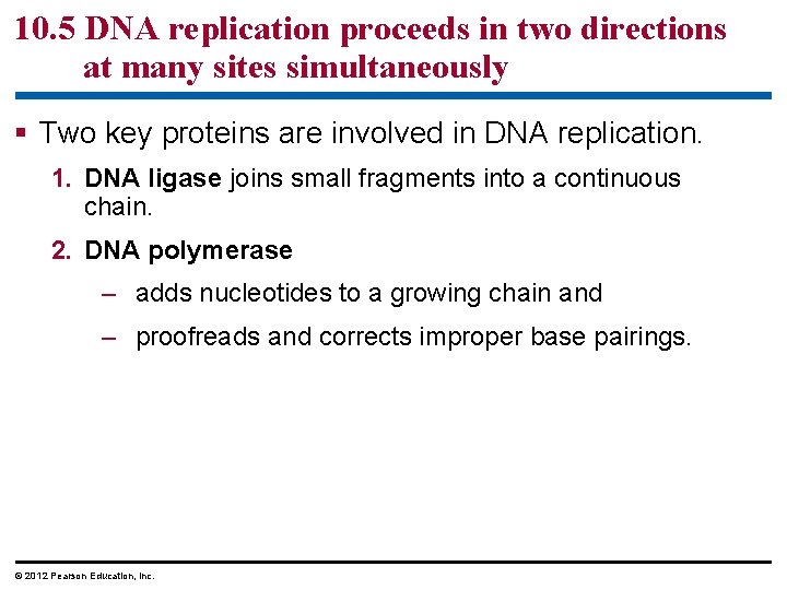 10. 5 DNA replication proceeds in two directions at many sites simultaneously § Two