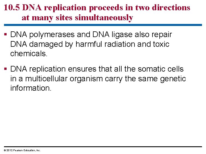 10. 5 DNA replication proceeds in two directions at many sites simultaneously § DNA