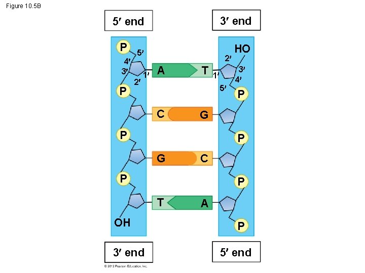 Figure 10. 5 B 3 end 5 end P 4 3 P 5 2