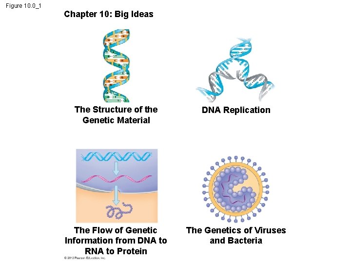 Figure 10. 0_1 Chapter 10: Big Ideas The Structure of the Genetic Material DNA