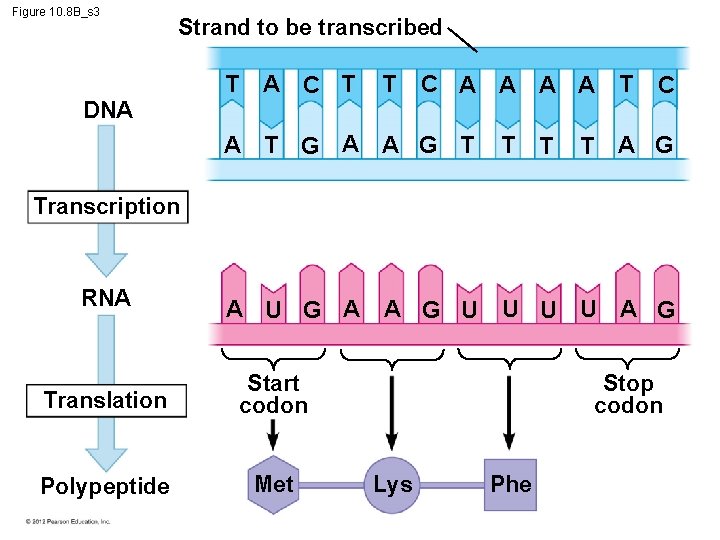 Figure 10. 8 B_s 3 Strand to be transcribed DNA T A C T
