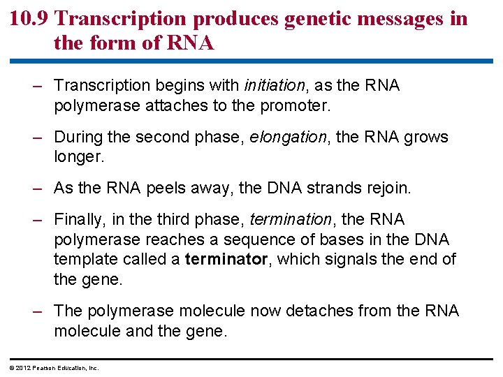 10. 9 Transcription produces genetic messages in the form of RNA – Transcription begins