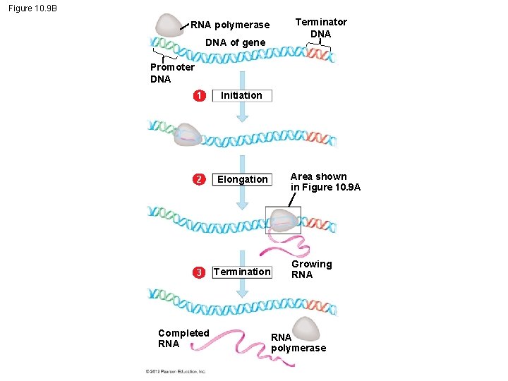Figure 10. 9 B RNA polymerase DNA of gene Terminator DNA Promoter DNA 1