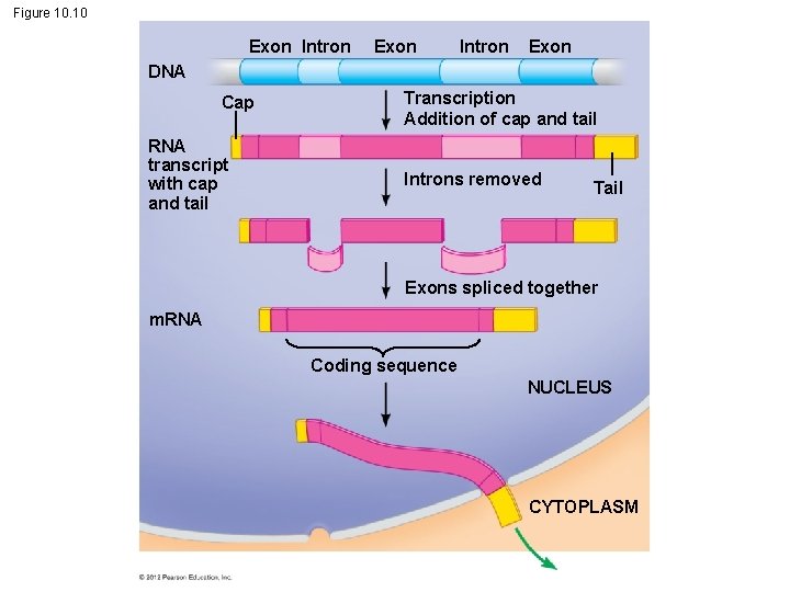 Figure 10. 10 Exon Intron Exon DNA Cap RNA transcript with cap and tail