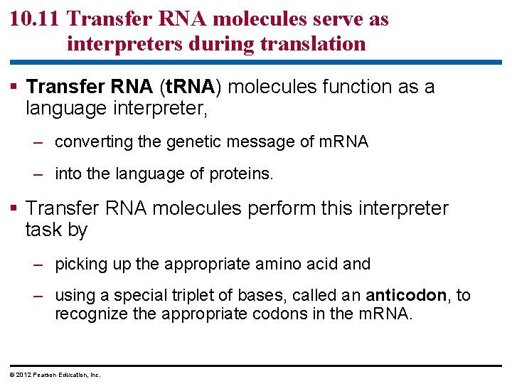 10. 11 Transfer RNA molecules serve as interpreters during translation § Transfer RNA (t.