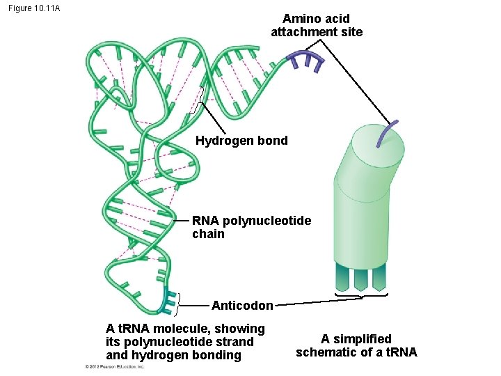 Figure 10. 11 A Amino acid attachment site Hydrogen bond RNA polynucleotide chain Anticodon