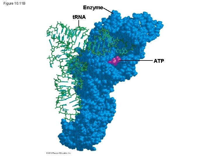 Figure 10. 11 B Enzyme t. RNA ATP 