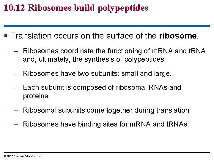 10. 12 Ribosomes build polypeptides § Translation occurs on the surface of the ribosome.