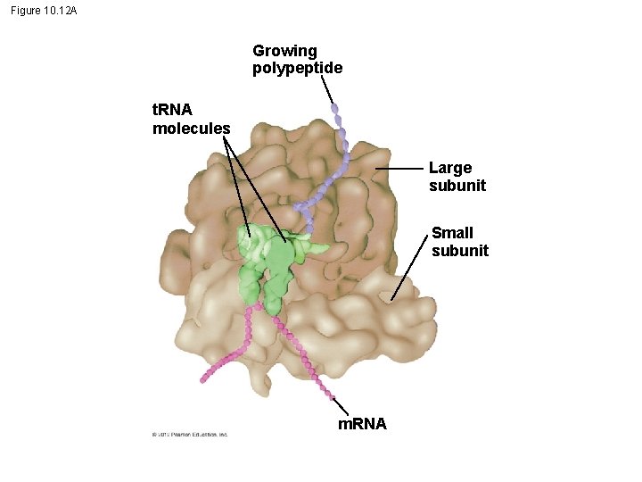 Figure 10. 12 A Growing polypeptide t. RNA molecules Large subunit Small subunit m.