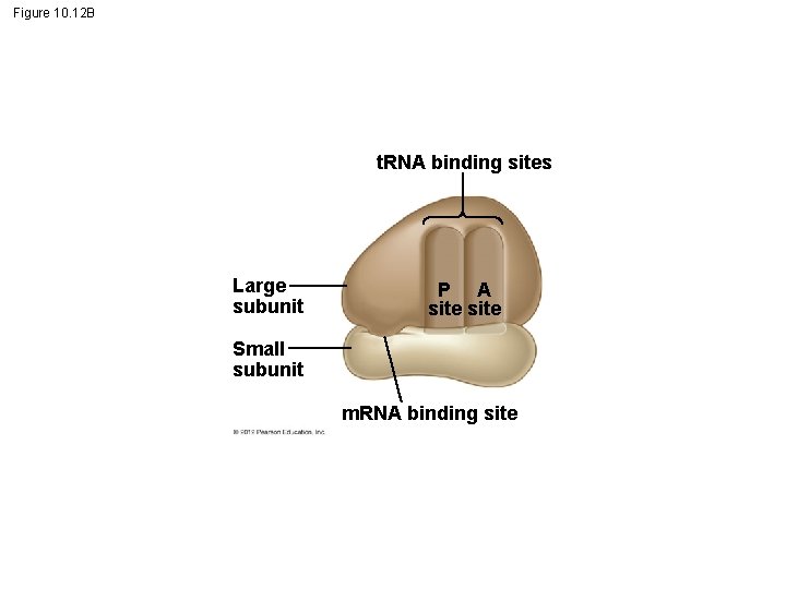 Figure 10. 12 B t. RNA binding sites Large subunit P A site Small