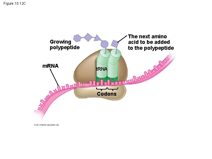 Figure 10. 12 C The next amino acid to be added to the polypeptide