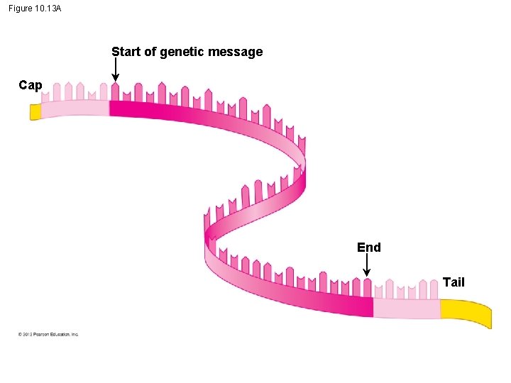 Figure 10. 13 A Start of genetic message Cap End Tail 