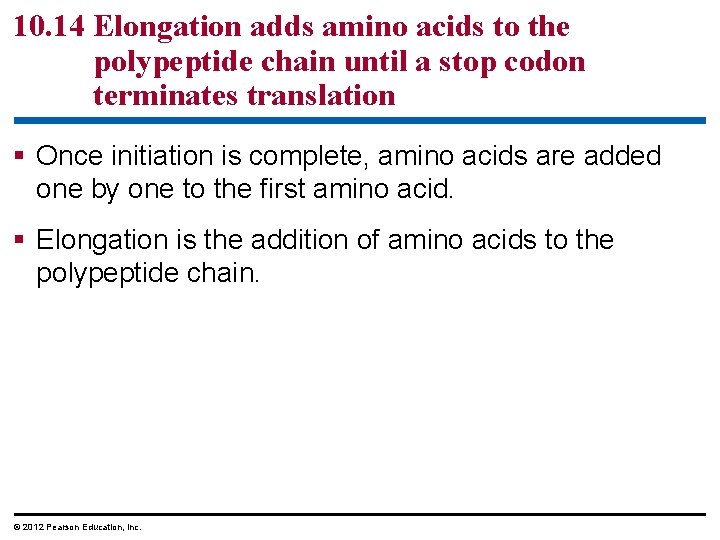 10. 14 Elongation adds amino acids to the polypeptide chain until a stop codon