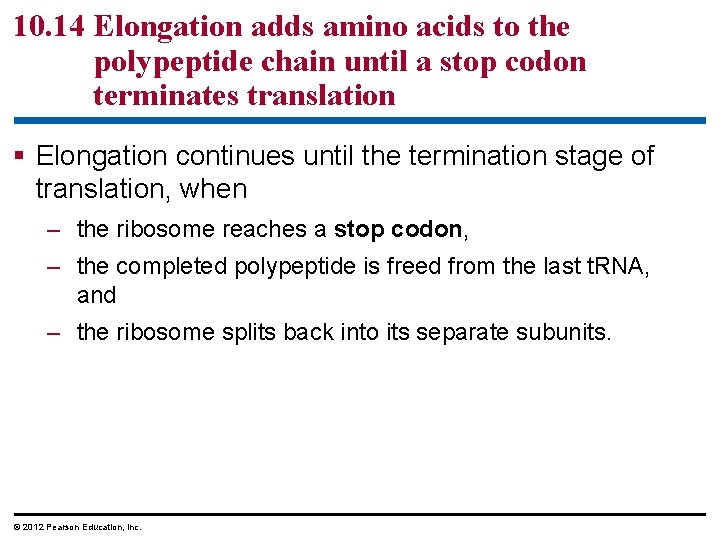 10. 14 Elongation adds amino acids to the polypeptide chain until a stop codon