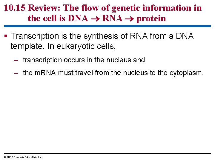 10. 15 Review: The flow of genetic information in the cell is DNA RNA