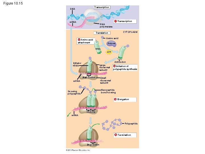 Figure 10. 15 Transcription DNA 1 m. RNA Transcription RNA polymerase CYTOPLASM Translation Amino