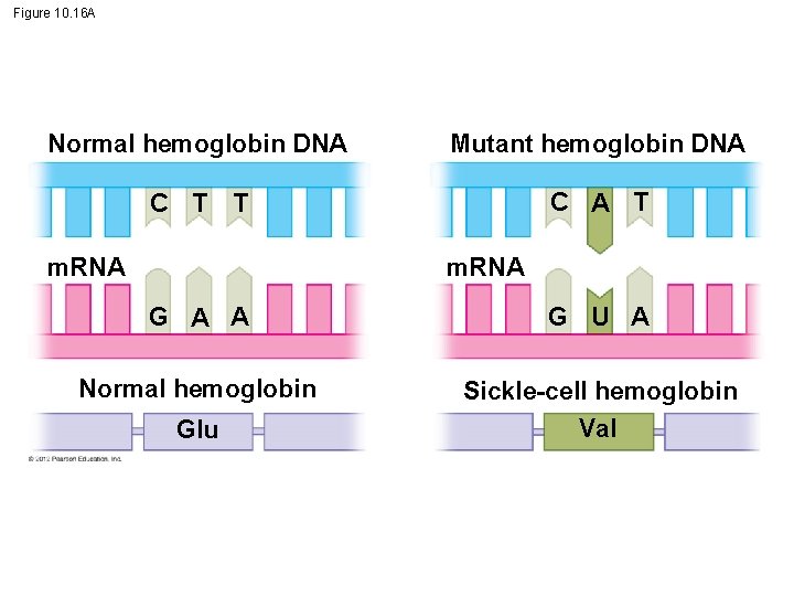 Figure 10. 16 A Normal hemoglobin DNA C T Mutant hemoglobin DNA C A