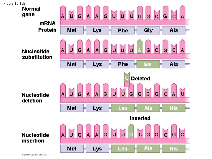 Figure 10. 16 B Normal gene m. RNA Protein Nucleotide substitution A U G