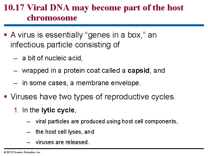 10. 17 Viral DNA may become part of the host chromosome § A virus