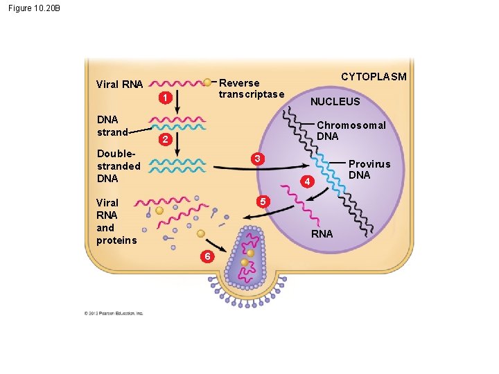 Figure 10. 20 B Reverse transcriptase Viral RNA 1 DNA strand CYTOPLASM NUCLEUS Chromosomal