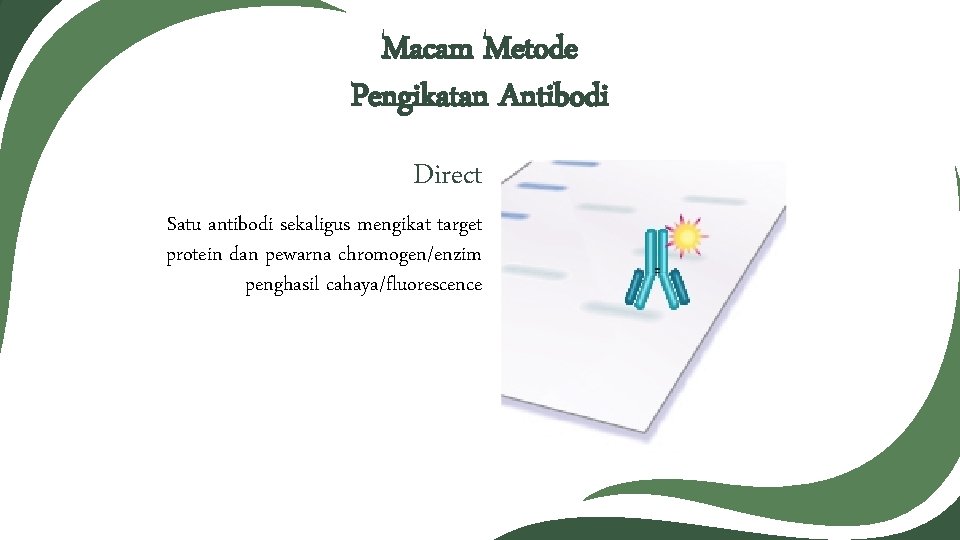 Macam Metode Pengikatan Antibodi Direct Satu antibodi sekaligus mengikat target protein dan pewarna chromogen/enzim