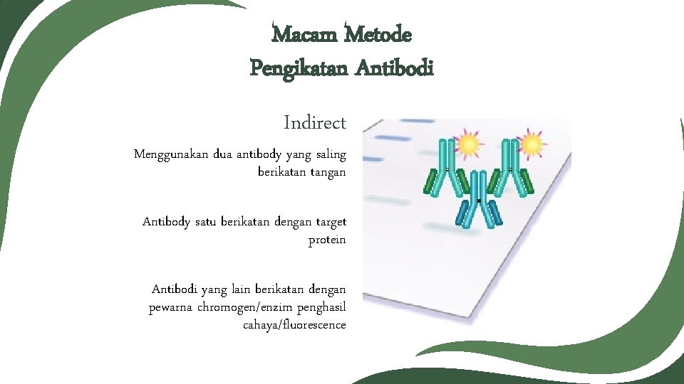 Macam Metode Pengikatan Antibodi Indirect Menggunakan dua antibody yang saling berikatan tangan Antibody satu