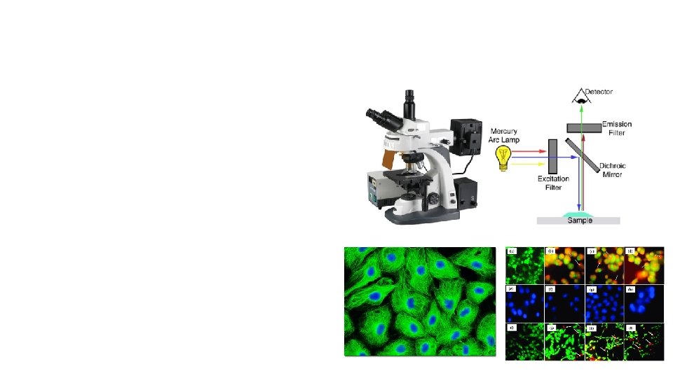 Mikroskop Fluoresence & Confocal • Mikroskop yang dibantu pewarnaan fluorescence • Prinsip eksitasi :