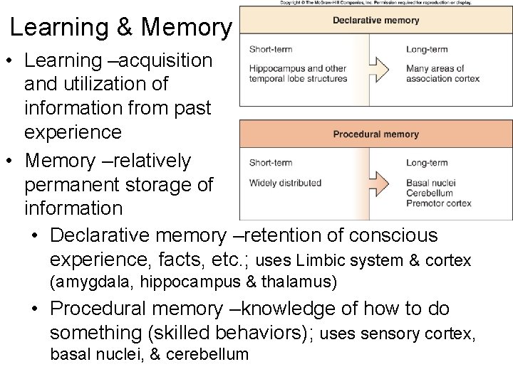 Learning & Memory • Learning –acquisition and utilization of information from past experience •