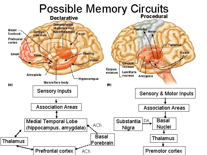 Possible Memory Circuits Procedural Declarative Sensory Inputs Sensory & Motor Inputs Association Areas Medial