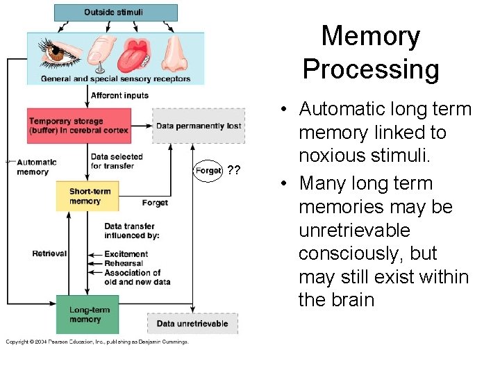 Memory Processing ? ? • Automatic long term memory linked to noxious stimuli. •