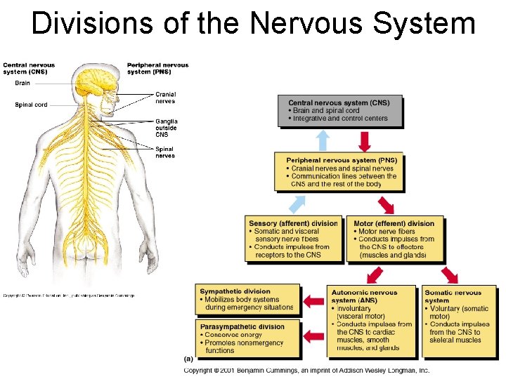 Divisions of the Nervous System 