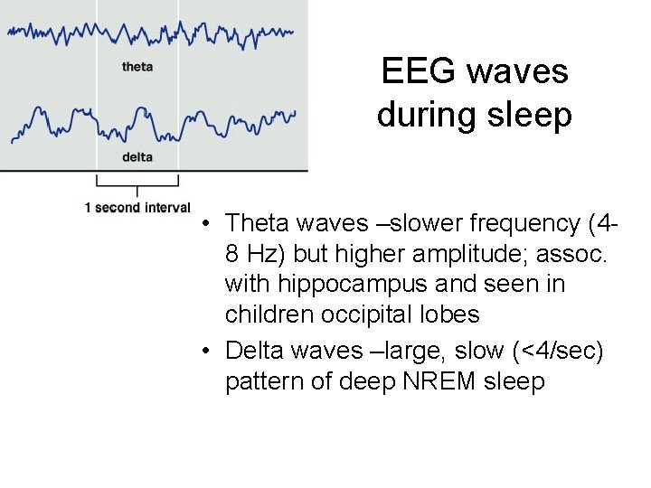 EEG waves during sleep • Theta waves –slower frequency (48 Hz) but higher amplitude;