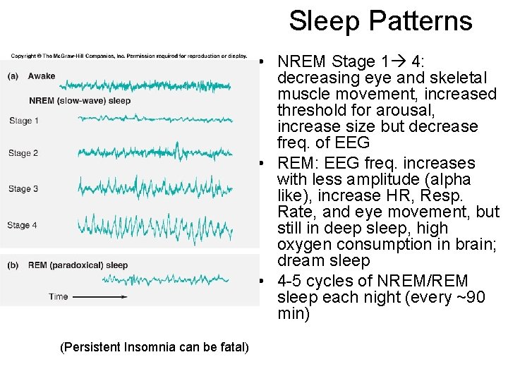 Sleep Patterns • NREM Stage 1 4: decreasing eye and skeletal muscle movement, increased