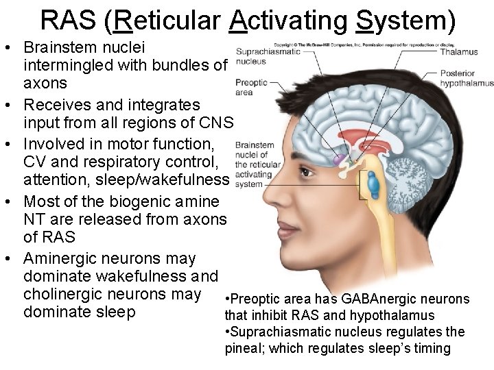 RAS (Reticular Activating System) • Brainstem nuclei intermingled with bundles of axons • Receives