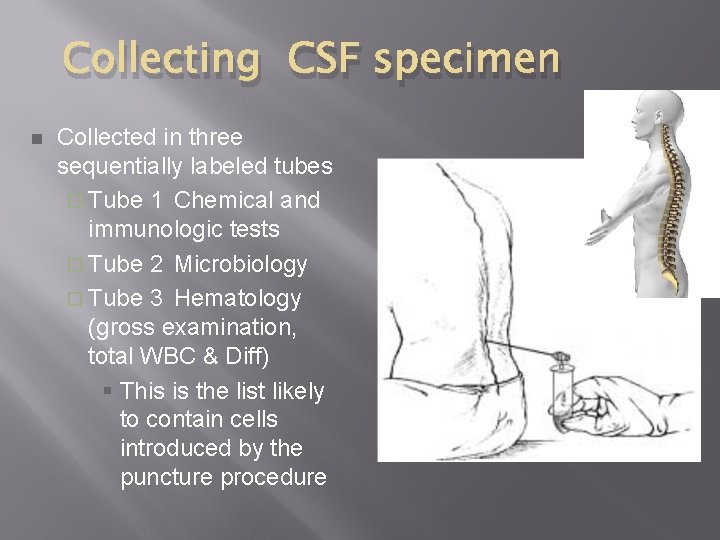 Collecting CSF specimen n Collected in three sequentially labeled tubes ¨ Tube 1 Chemical