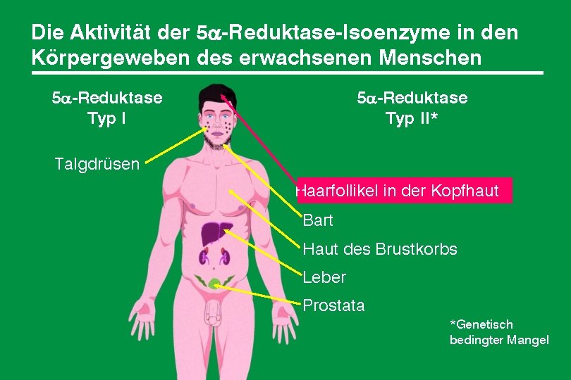 5 Alpha Reduktase Hemmer Pflanzlich slidetodoc.com
