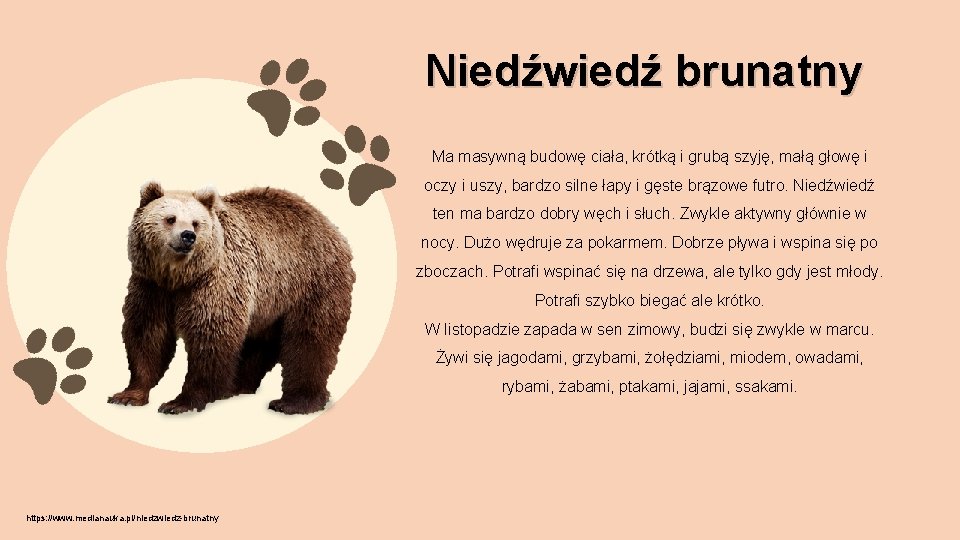 Niedźwiedź brunatny Ma masywną budowę ciała, krótką i grubą szyję, małą głowę i oczy
