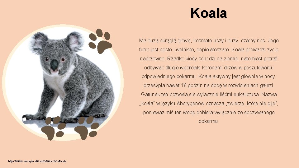 Koala Ma dużą okrągłą głowę, kosmate uszy i duży, czarny nos. Jego futro jest