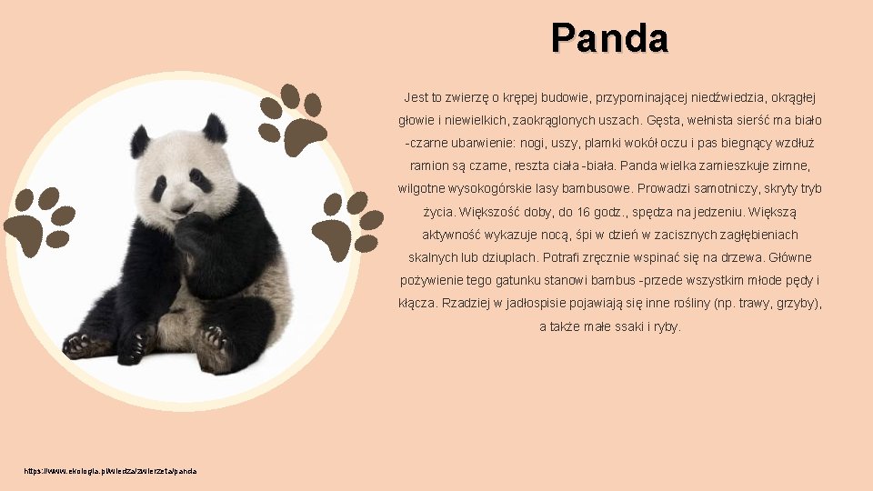 Panda Jest to zwierzę o krępej budowie, przypominającej niedźwiedzia, okrągłej głowie i niewielkich, zaokrąglonych