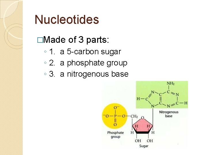 Nucleotides �Made of 3 parts: ◦ 1. a 5 -carbon sugar ◦ 2. a