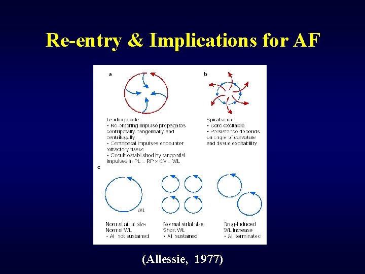 Re-entry & Implications for AF (Allessie, 1977) 