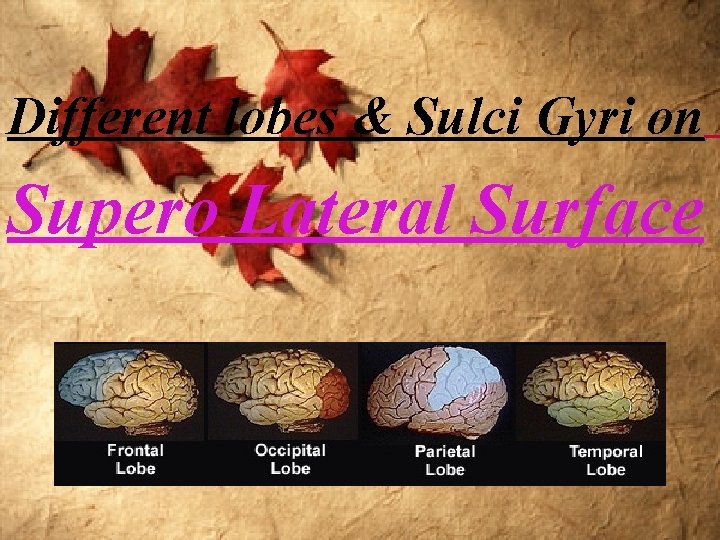 Different lobes & Sulci Gyri on Supero Lateral Surface 