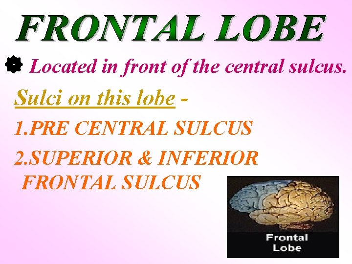  Located in front of the central sulcus. Sulci on this lobe 1. PRE